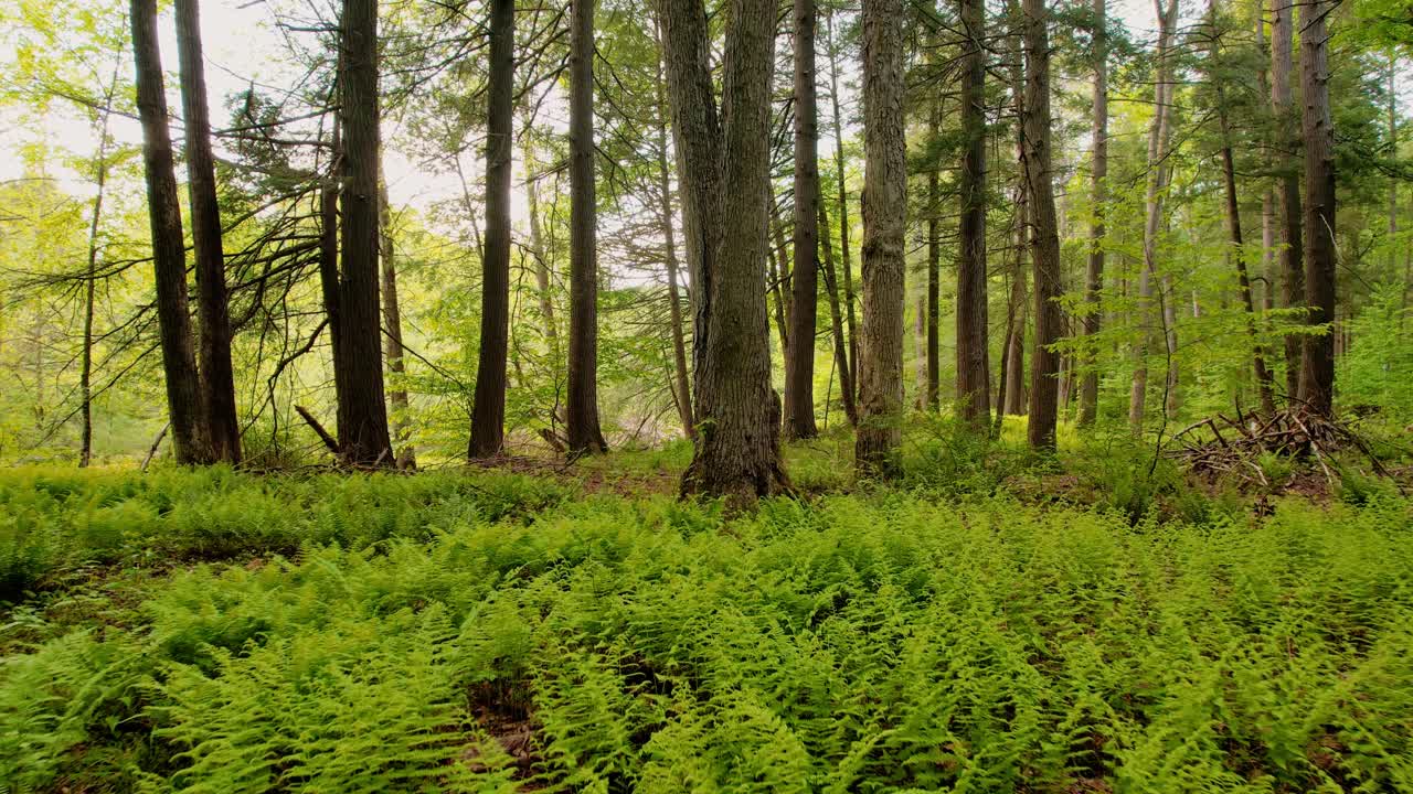 Filmato video con drone lento, fluido e a bassa quota che si muove attraverso una pacifica e magica foresta di felci con una splendida luce dorata.