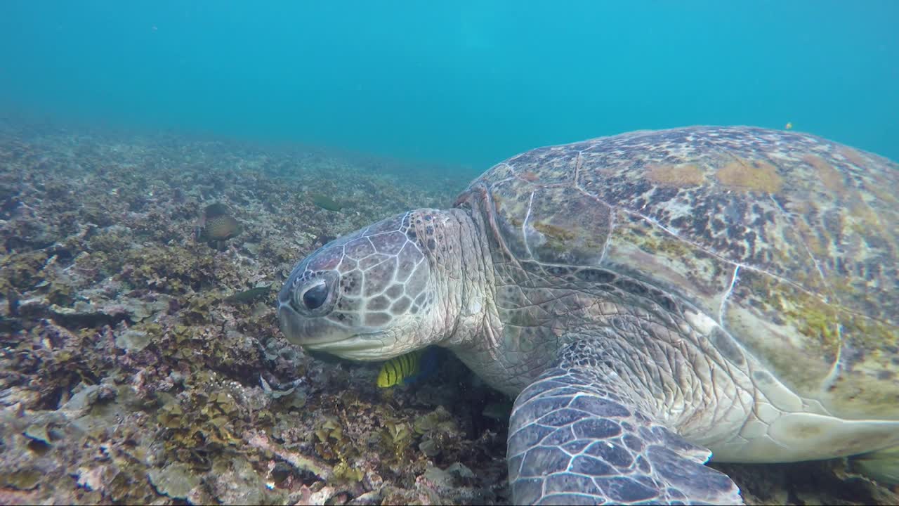 tortuga comiendo coral en cámara lenta 50% con peces tropicales uniéndose