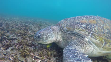 Turtle-eating-coral-in-slow-motion-50%-with-tropical-fish-joining-in