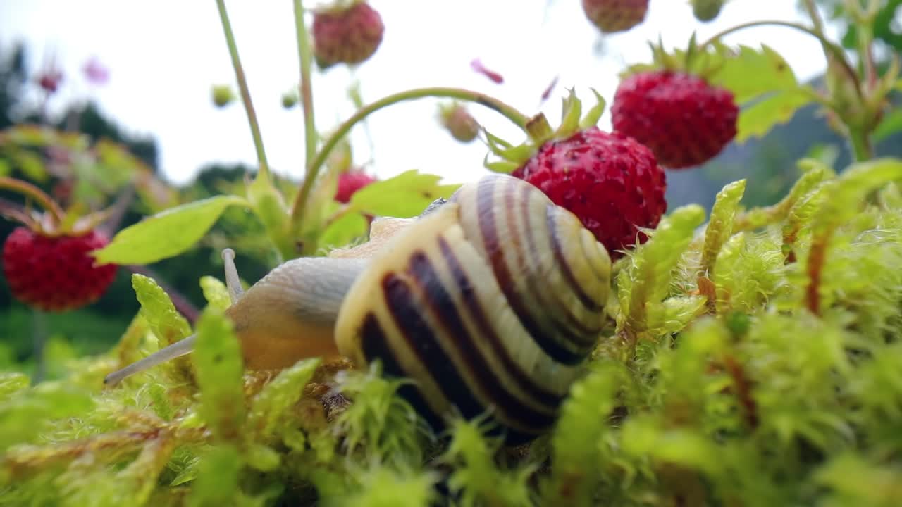 el caracol en primer plano, mirando las fresas rojas