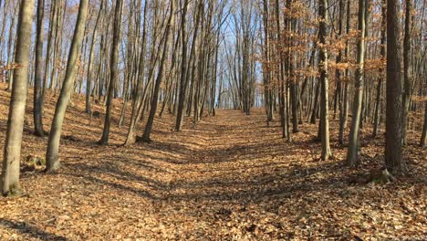 Walking-on-a-forest-road,-early-spring-season