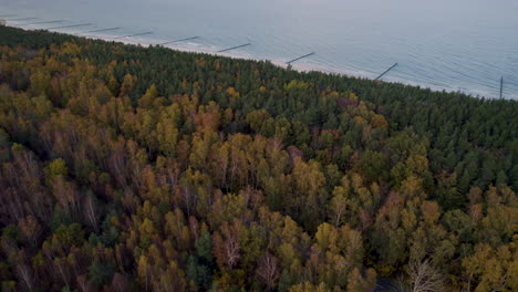 Vista-Aérea-De-Un-Denso-Bosque-Otoñal-En-La-Península-De-Hel-Cerca-De-La-Costa