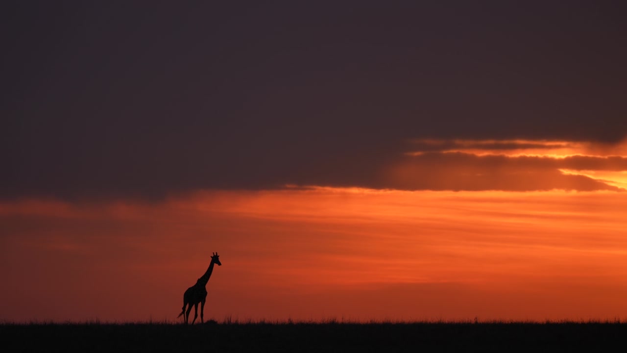 Silhouette di giraffa solitaria contro un drammatico cielo africano al tramonto in un habitat naturale della fauna selvatica.
