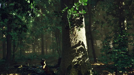 light filtering through trees creates a serene atmosphere in the forest