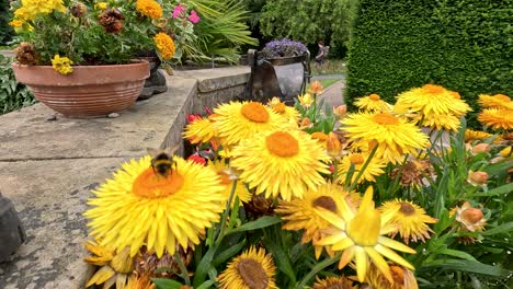 a bumblebee lands on vibrant yellow strawflowers in a well-maintained botanical garden, captured in natural daylight with smooth camera movement and shallow depth of field