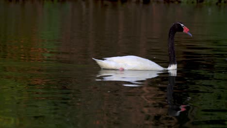 un cisne de cuello negro adulto nadando pacíficamente a través de un estanque en su hábitat natural