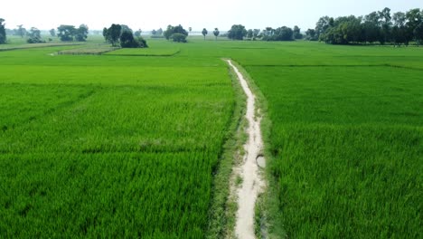 aerial view shot of west bengal village and paddy field.
