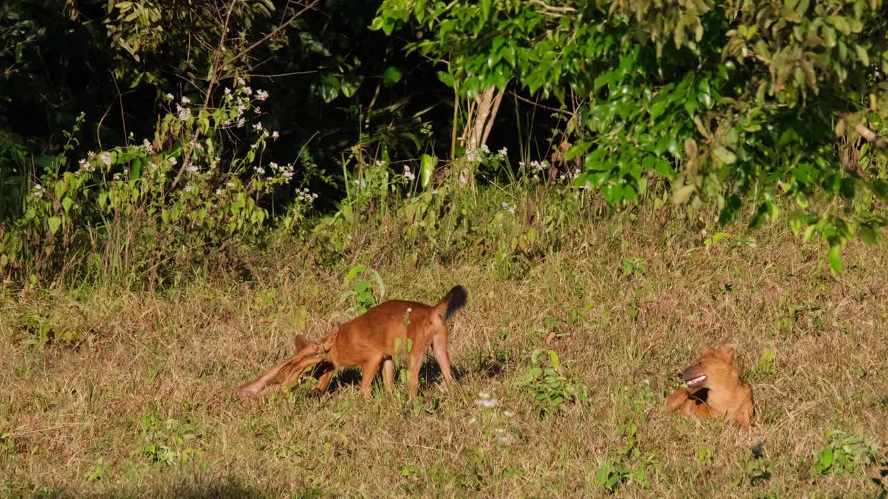 perro salvaje asiático o dhole, cuon alpinus dos individuos jugando pelea mientras el otro mira a la derecha mientras la cámara se inclina hacia arriba durante la tarde en el parque nacional khao yai, tailandia
