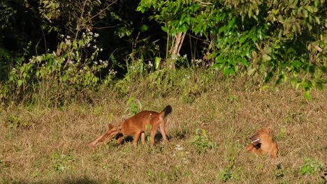 亞洲野狗或dhole,cuon alpinus兩隻在打架的個人,而另一隻在右邊觀看,攝影機在下午向上傾斜,在泰國的khao yai國家公園