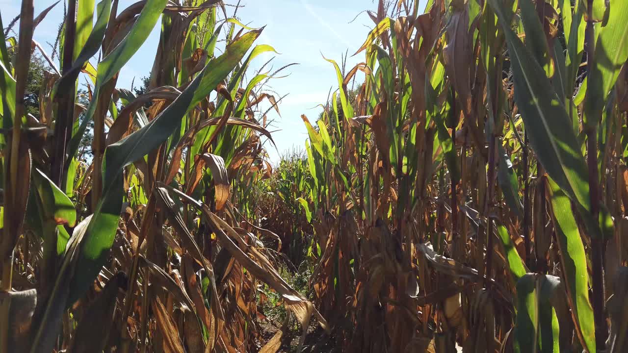 Walking through a crop of ripe maize showing sky and soil