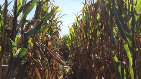 caminando a través de un cultivo de maíz maduro que muestra el cielo y el suelo