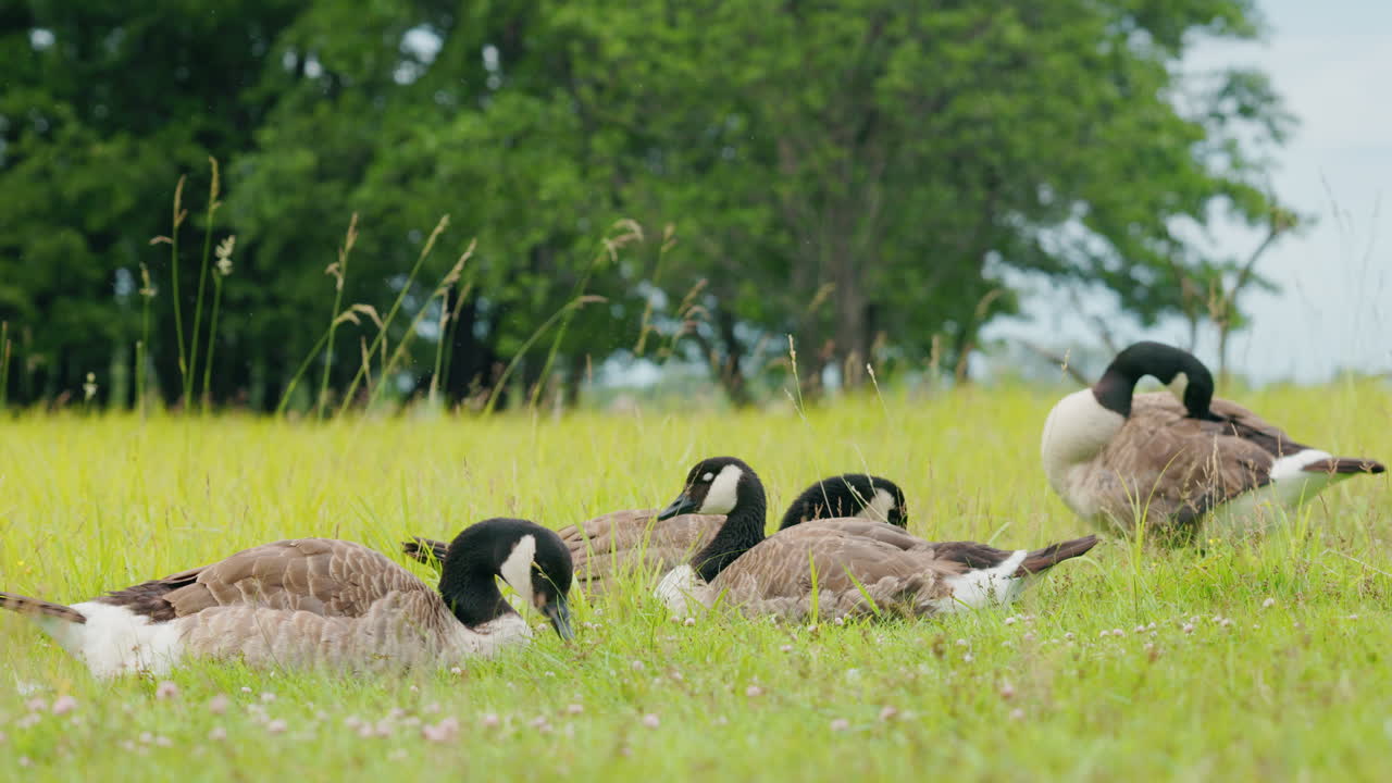 Canada Geese Resting in a Field