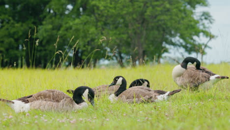 canada geese resting in a field