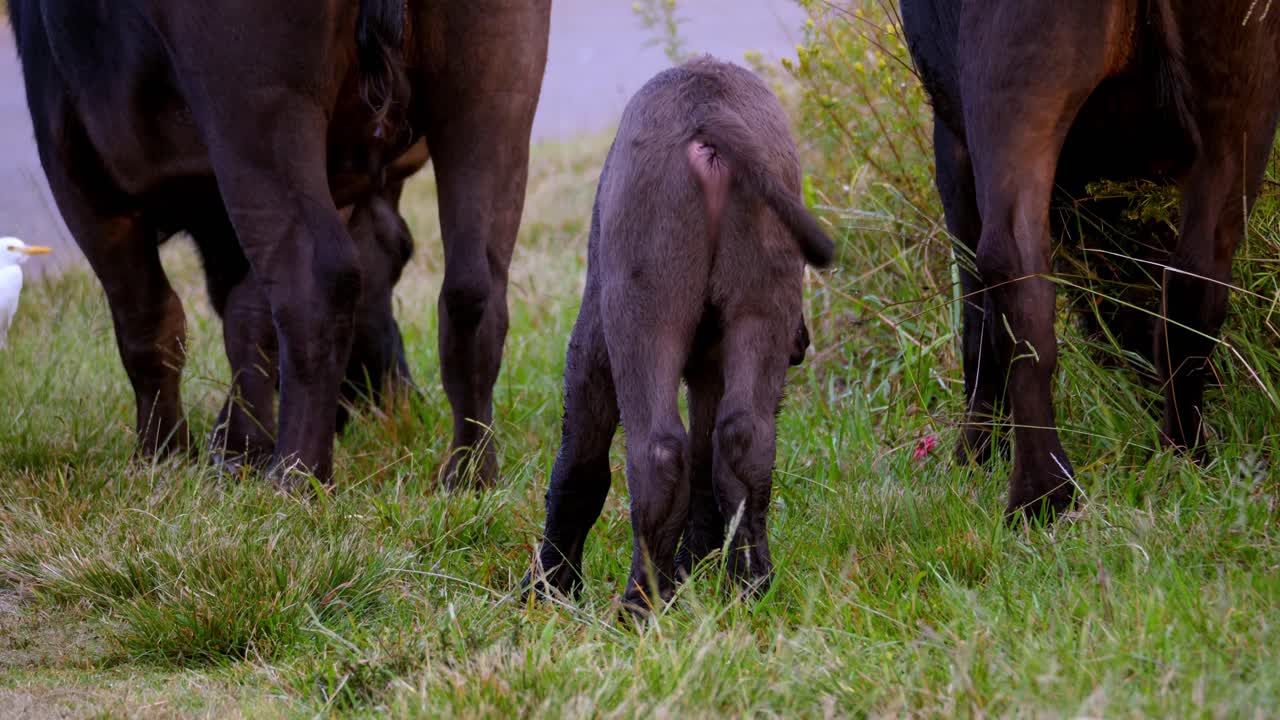 Piccolo e grazioso cucciolo di bufalo che salta vicino ad altri bufali su un campo verde.