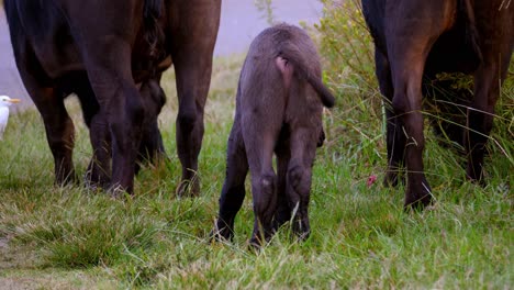 Pequeño-Y-Lindo-Bebé-Búfalo-Saltando-Cerca-De-Otros-Búfalos-En-Campo-Verde