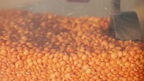 red lentils in container