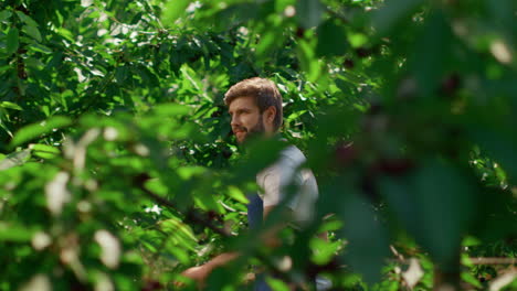 man farmer walking on plantation cultivating green organic plants in summer