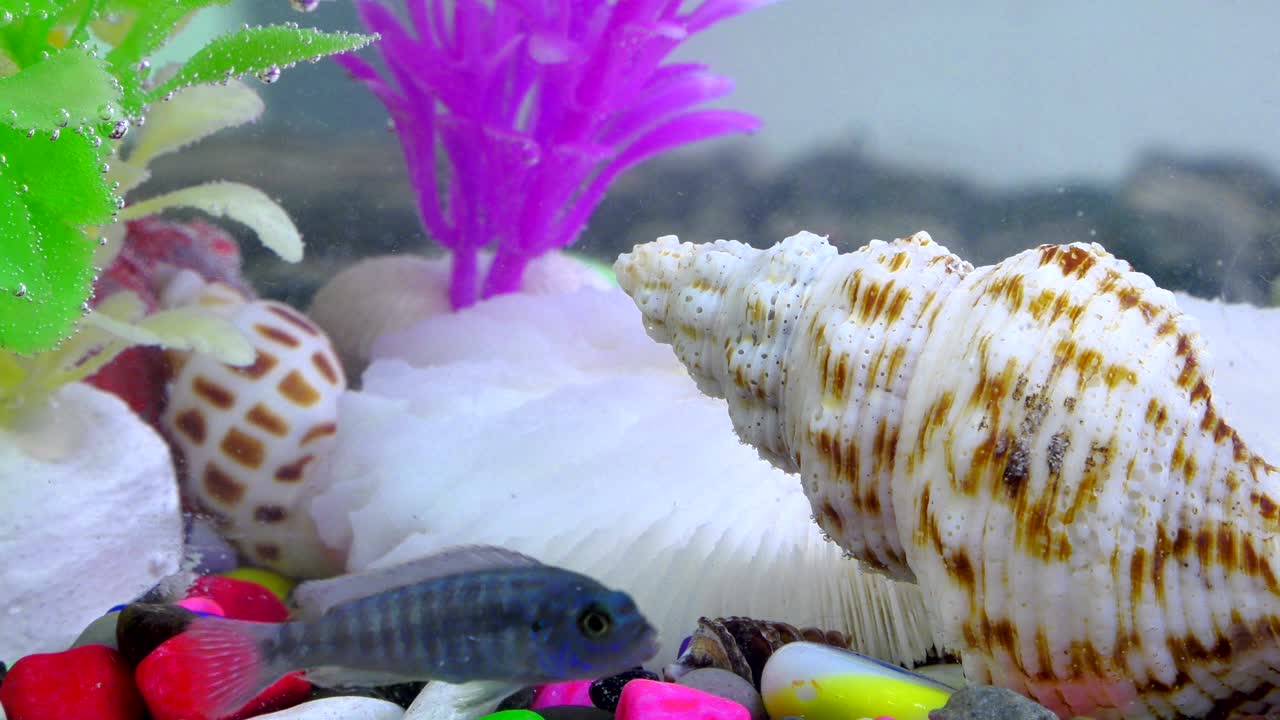 peces bajo el agua en un acuario colorido