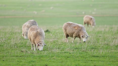 sheep grazing in a field