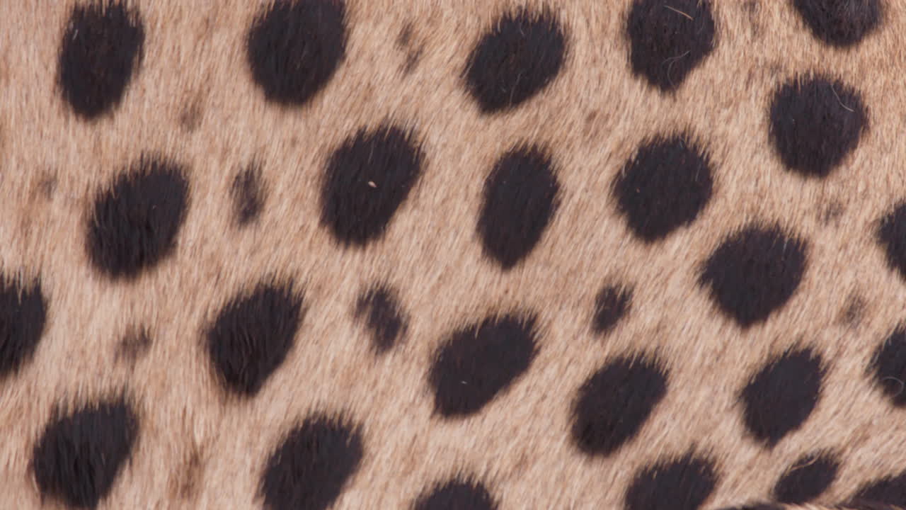 Extreme close up shot of a cheetah's mottled skin in the grasslands
