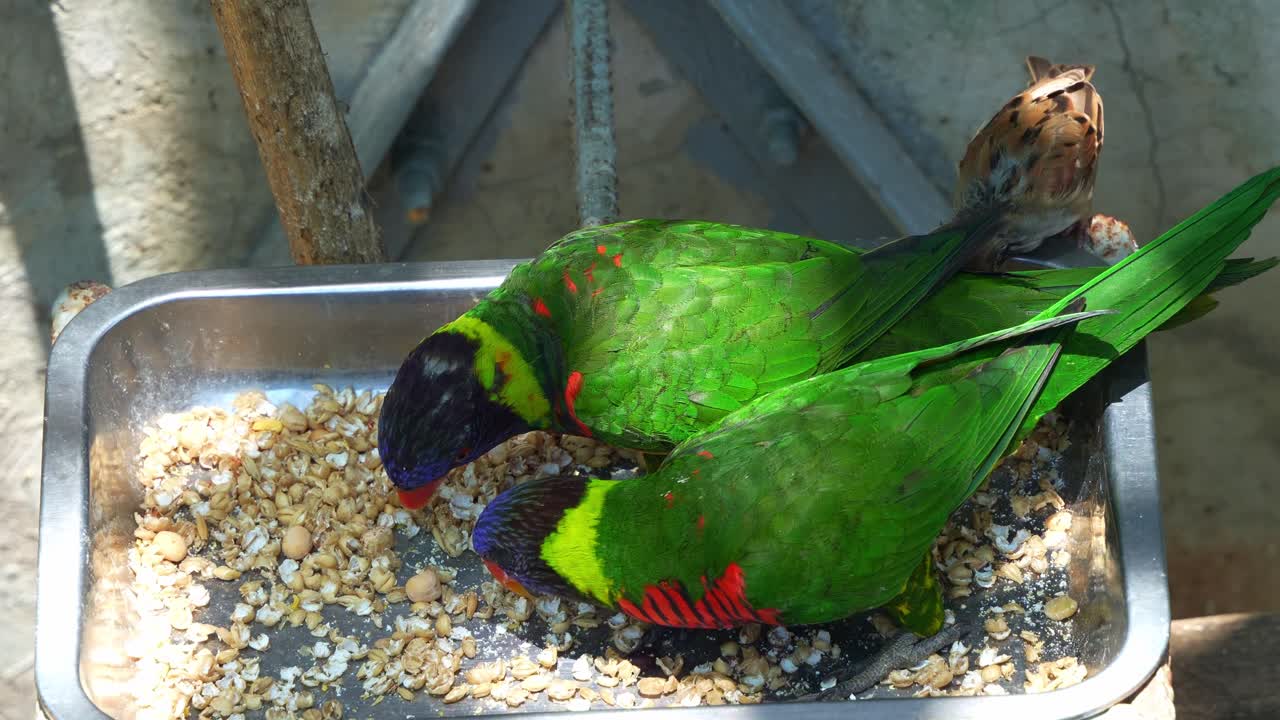 Due loricchetti cocco (Trichoglossus haematodus) si nutrono da un vassoio di metallo pieno di semi e cereali, con un piccolo passero eurasiano (Passer montanus) visibile sullo sfondo