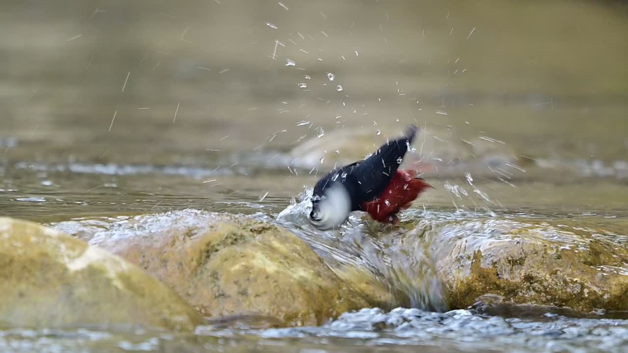 The raw, splashing beauty of this Himalayan icon is showcased in a professional-grade study of its aquatic behavior and habitat