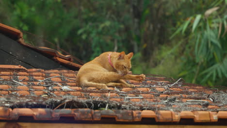 orange cat scratches neck with hind leg and yawn sitting on tiled roof in vietnam cu lan village in jungles