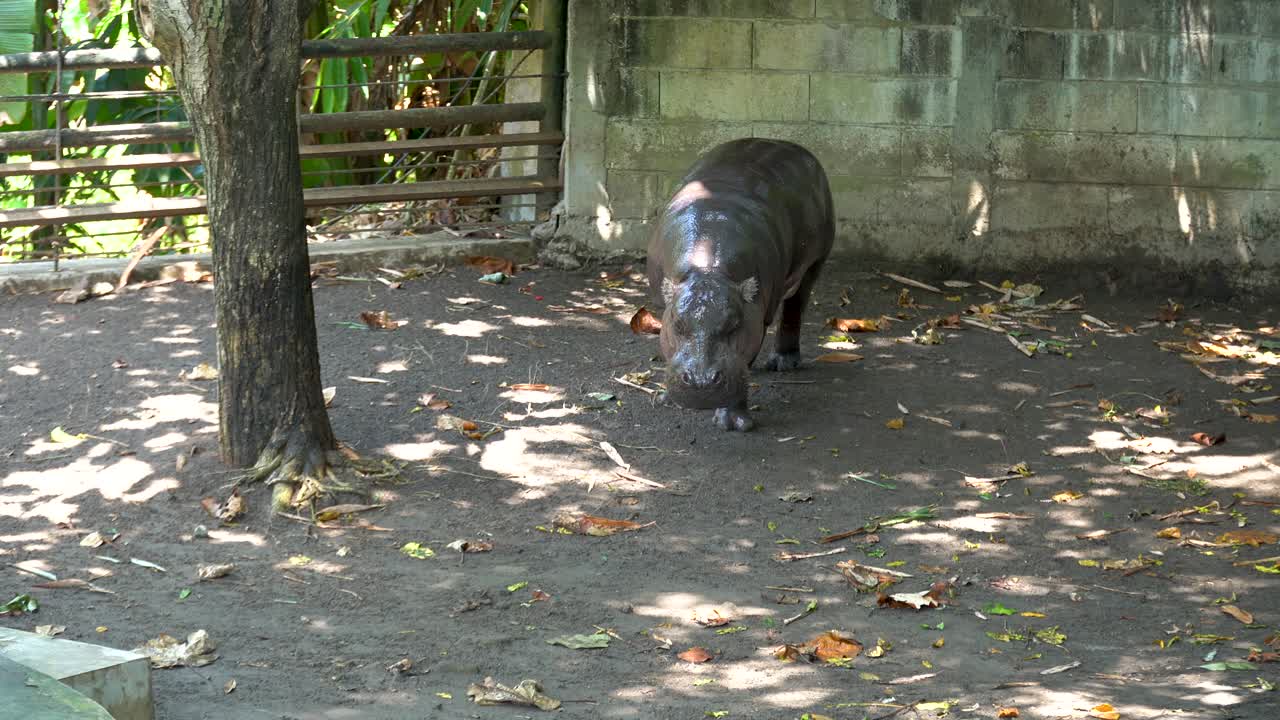 Isolated hippo in stable. Handheld