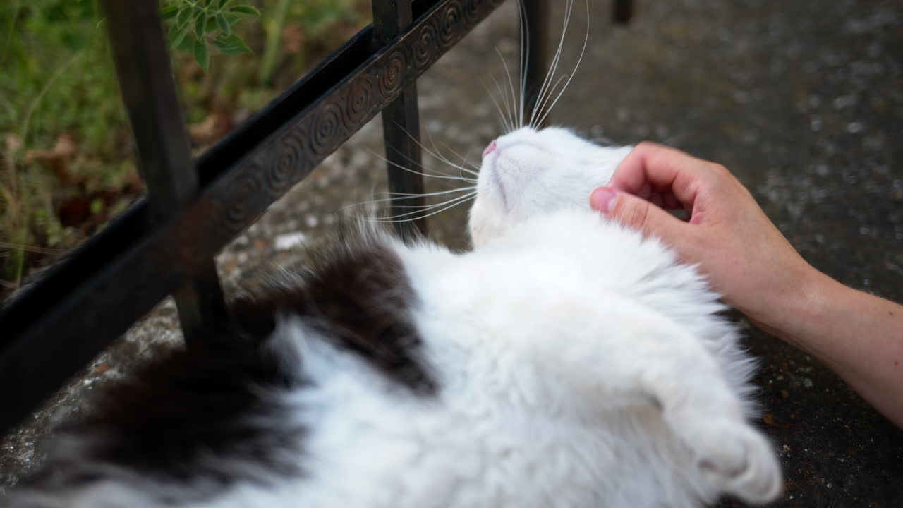 Woman caressing a black and white cat on the street