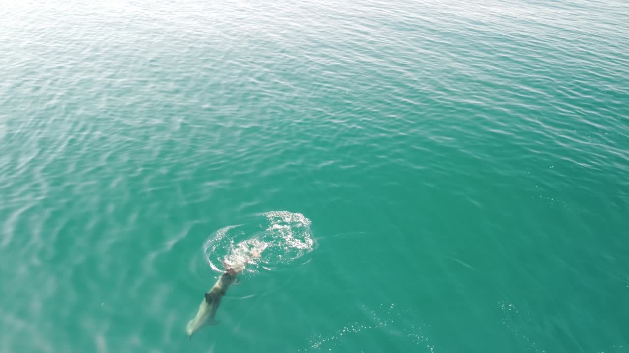 воздушный вид дельфинов, медленно плавающих в кристально чистых спокойных бирюзовых водах. группа эндемичных морских млекопитающих, мигрирующих вдоль береговой линии, как видно сверху