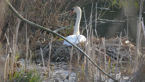 Cisnes-Viviendo-Libremente-En-Un-Lago