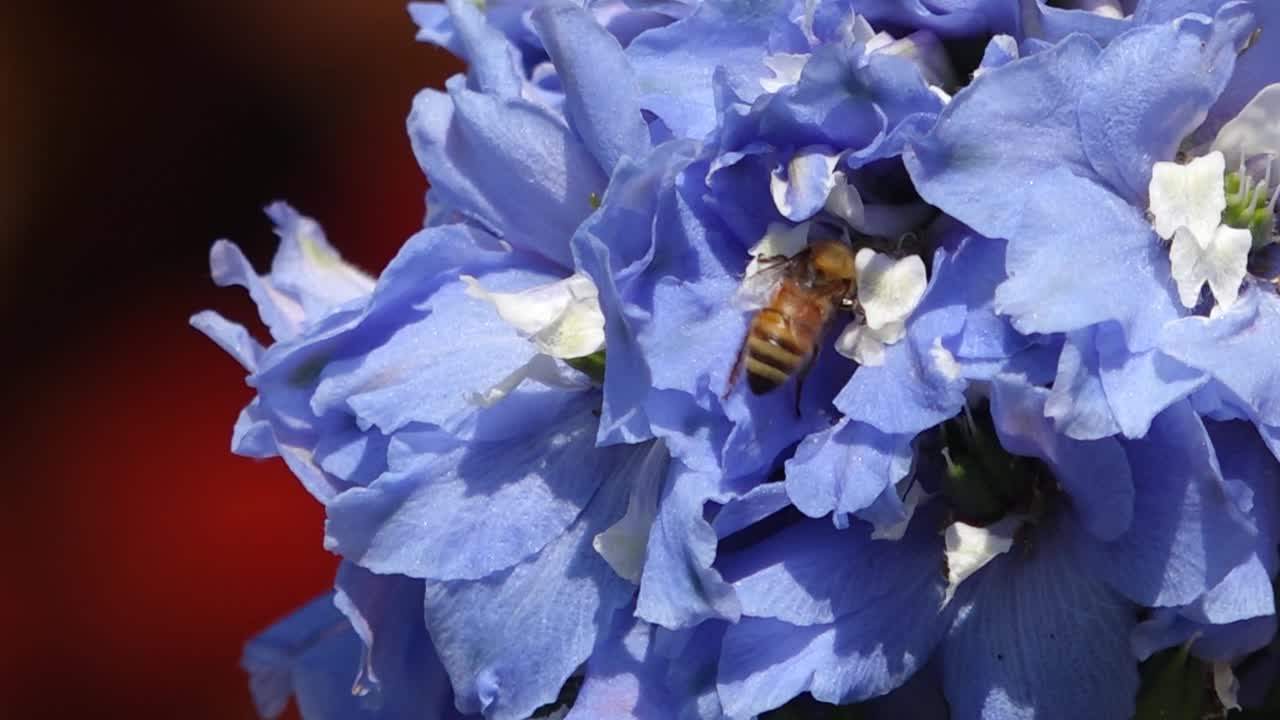 A honey bee gathers nectar from a vibrant Delphinium (Larkspur) flower, highlighting the essential role of pollinators in nature. Close-up footage captures intricate details of the bee and petals.