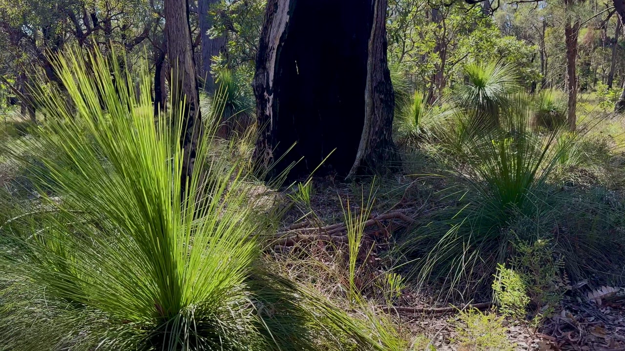 Looking up trees panning down to Grass Tree Bush Western Australia National Park