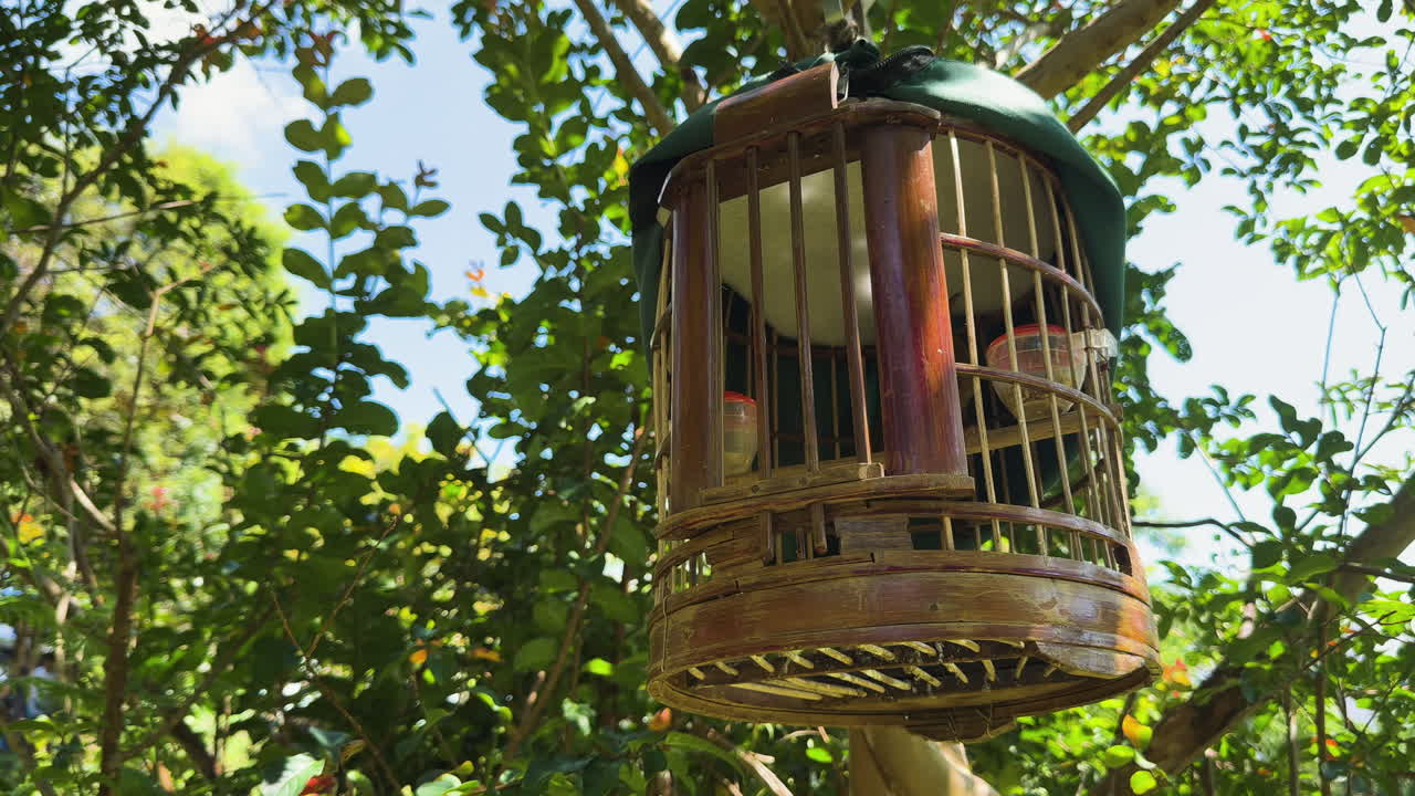日光の下、木に吊るされた木製の鳥かごの中の小さな鳴き鳥。緑の葉と自然な屋外の背景、監禁と野生生物の対比を表すコンセプト。