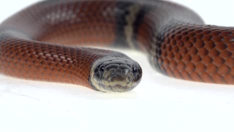 primer plano de la cabeza de una serpiente