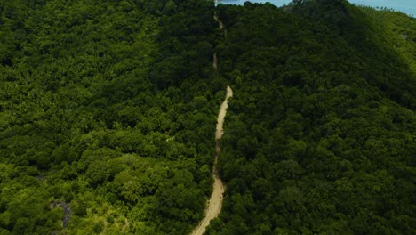 穿過森林通往熱帶灣的車道