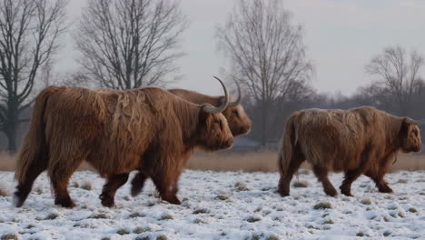 highland cows walking through snowy winter fields