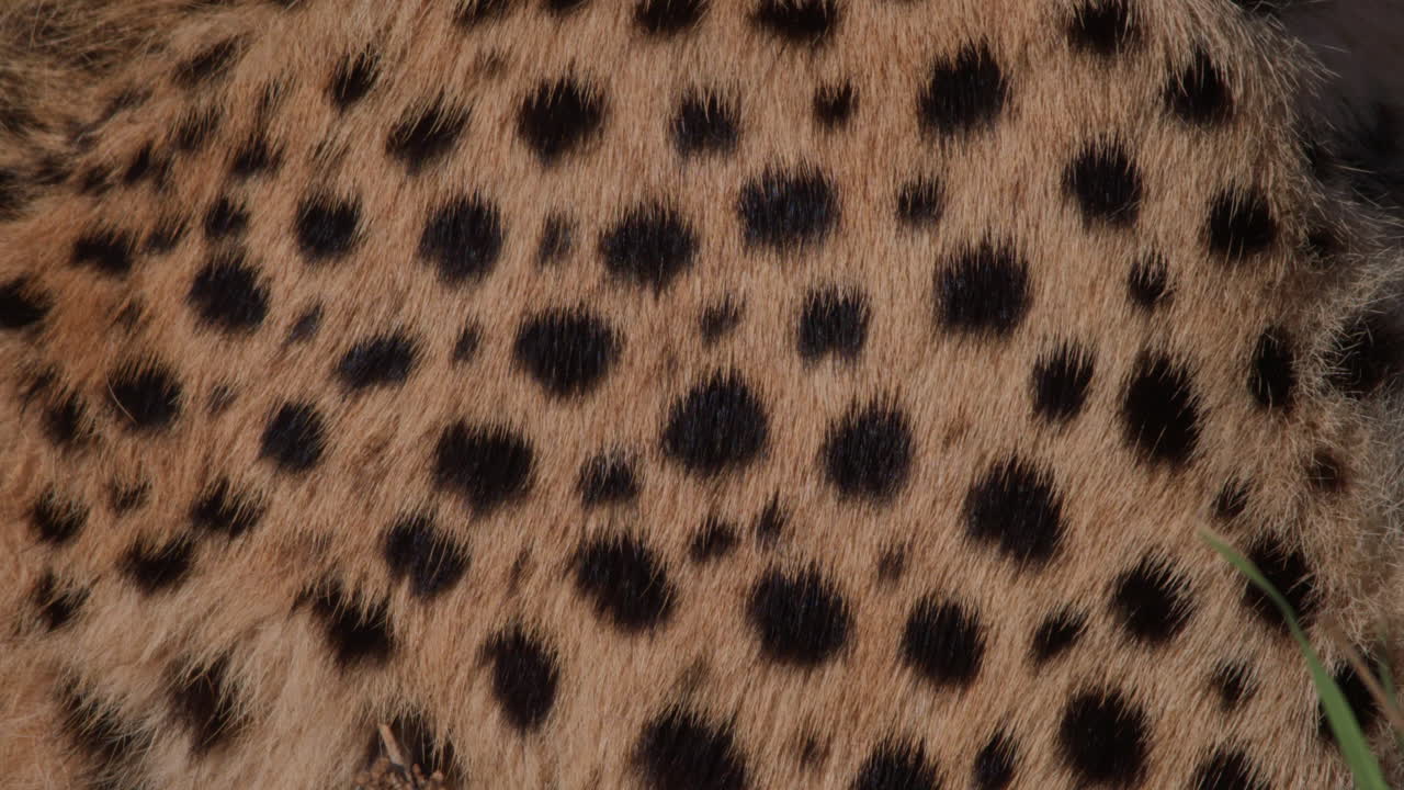 Primo piano della pelliccia di ghepardo con le sue caratteristiche macchie nere.