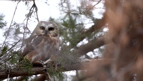 a northern saw whet owl guards a mouse it caught the night before