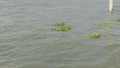 a serene view of floating plants gently swaying in calm water showcasing nature's beauty.