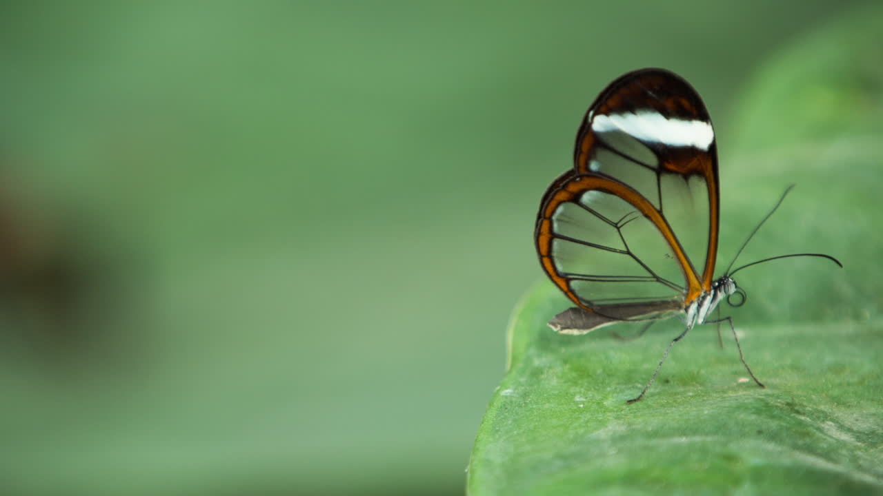 Macro Farfalla 17