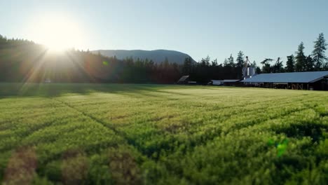 video de un campo de granja verde al amanecer durante el verano