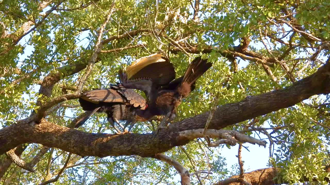 букорвусы на дереве играют друг с другом, национальный парк крюгера, южная африка