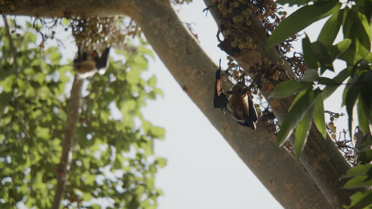 вид сбоку на летучую мышь, ползущую по ветке дерева и выбирающую инжир для еды, летний день