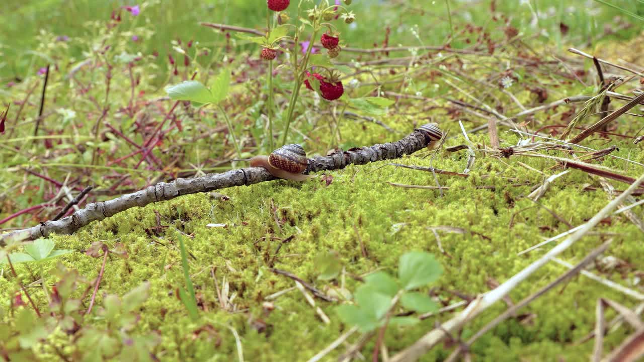 el caracol se arrastra lentamente sobre el musgo verde