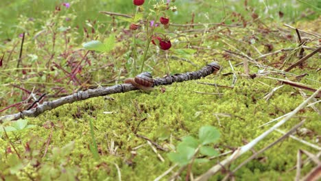 Schnecke-Kriecht-Langsam-Auf-Grünem-Moos-Entlang