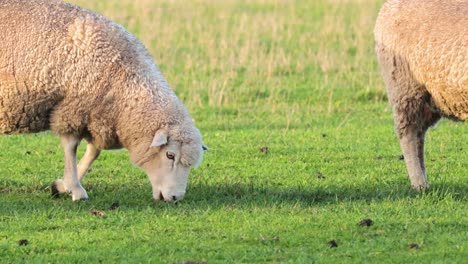 sheep eating grass in a field