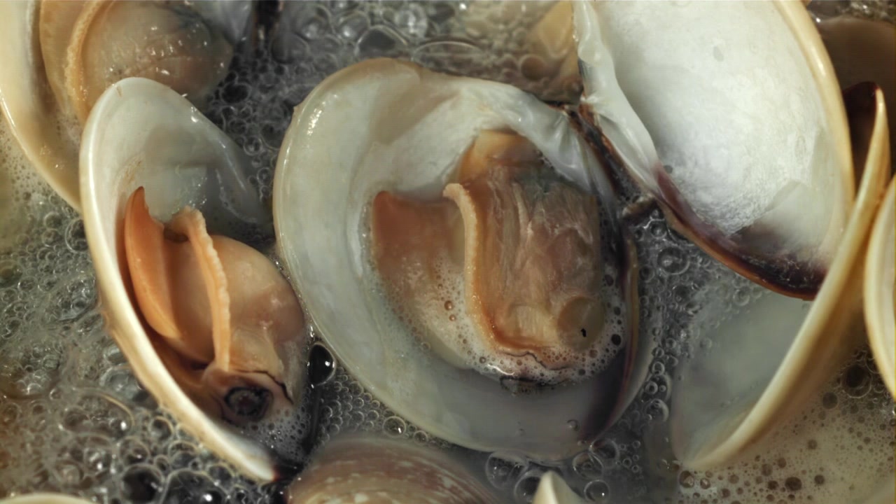 Close-up of Fresh Clams Boiling in a Pot