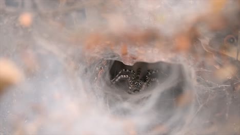 Una-Araña-Que-Se-Encuentra-En-Los-Bosques-De-Tierras-Bajas-Con-Una-Trampa-De-Telaraña-En-El-Suelo-Diseñada-Como-Un-Embudo-Que-Se-Estrecha-De-Ancho-A-Un-Túnel-Angosto-En-El-Que-Llevará-A-Su-Presa-Al-Interior