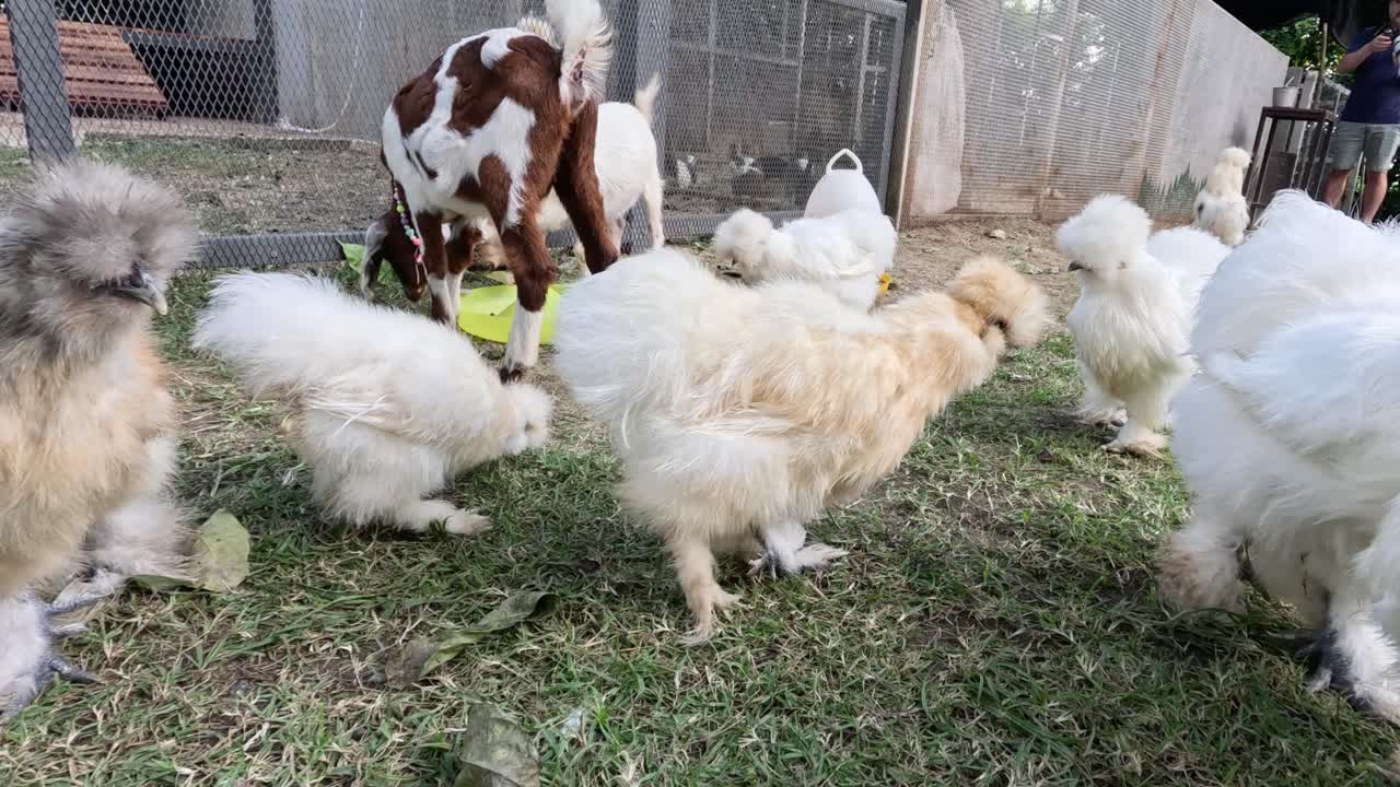 農場の庭にいる鶏とヤギ